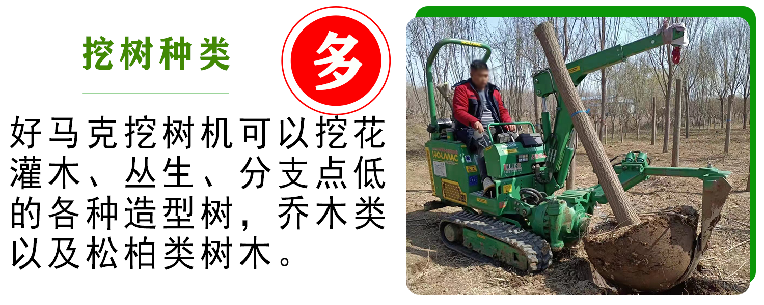 1702270154131418.png 挖树种类多 .png